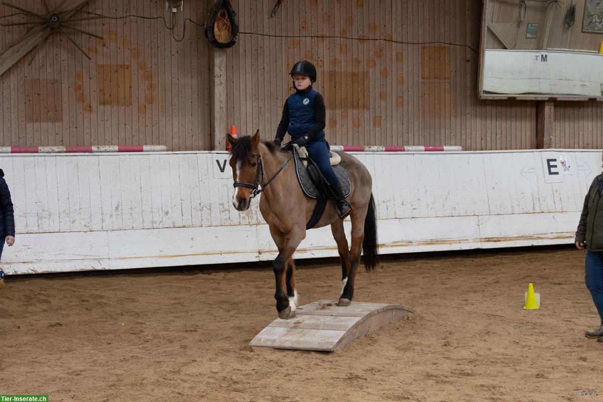 Bild 2: Lässige ältere Ponystute sucht Lebensplatz