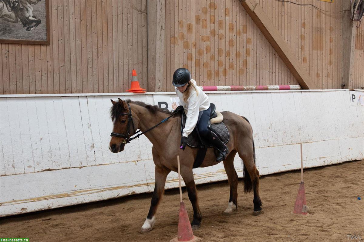 Bild 3: Lässige ältere Ponystute sucht Lebensplatz
