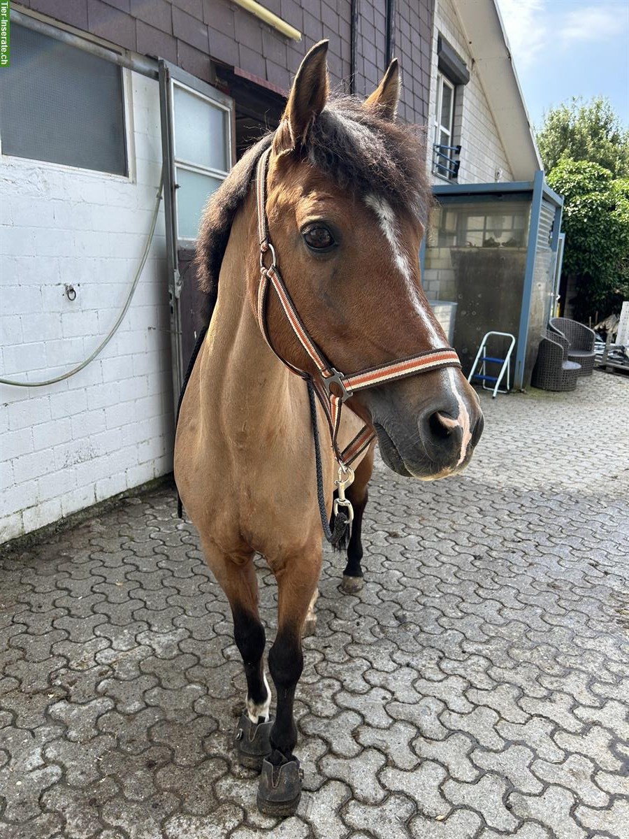 Bild 4: Lässige ältere Ponystute sucht Lebensplatz