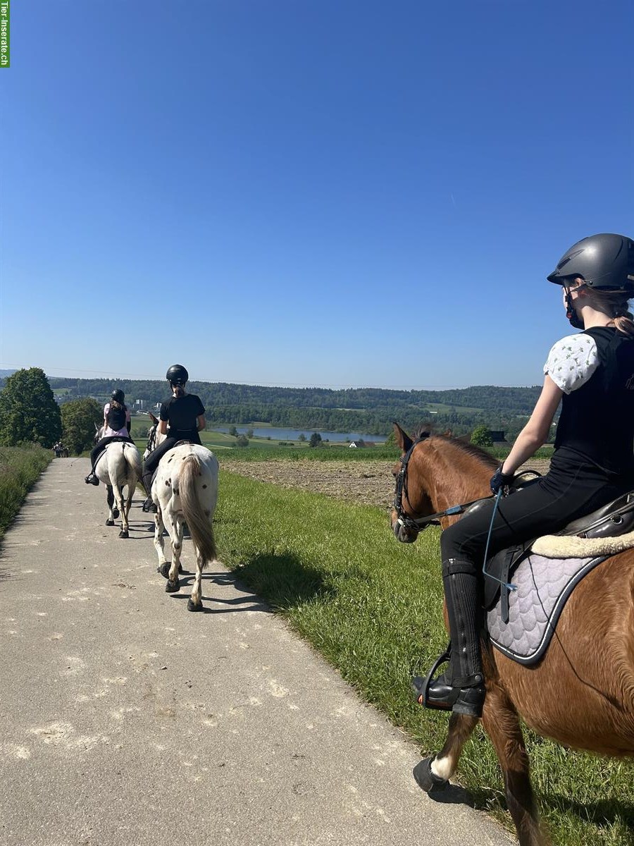 Bild 5: Lässige ältere Ponystute sucht Lebensplatz