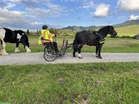 Sulky für Ponys von 138cm bis 145cm zu verkaufen