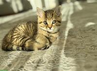BKH x EKH Kitten, Kater sucht liebevolles Zuhause