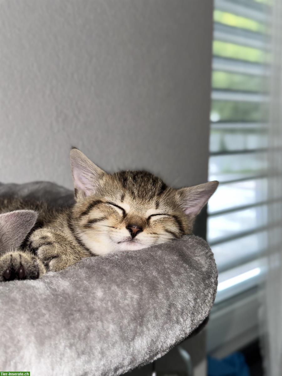 Bild 2: BKH x EKH Kitten, Kater sucht liebevolles Zuhause