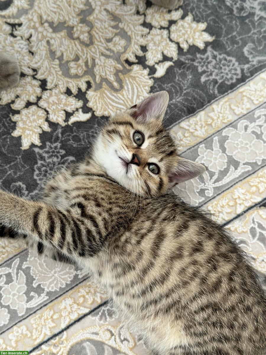 Bild 3: BKH x EKH Kitten, Kater sucht liebevolles Zuhause