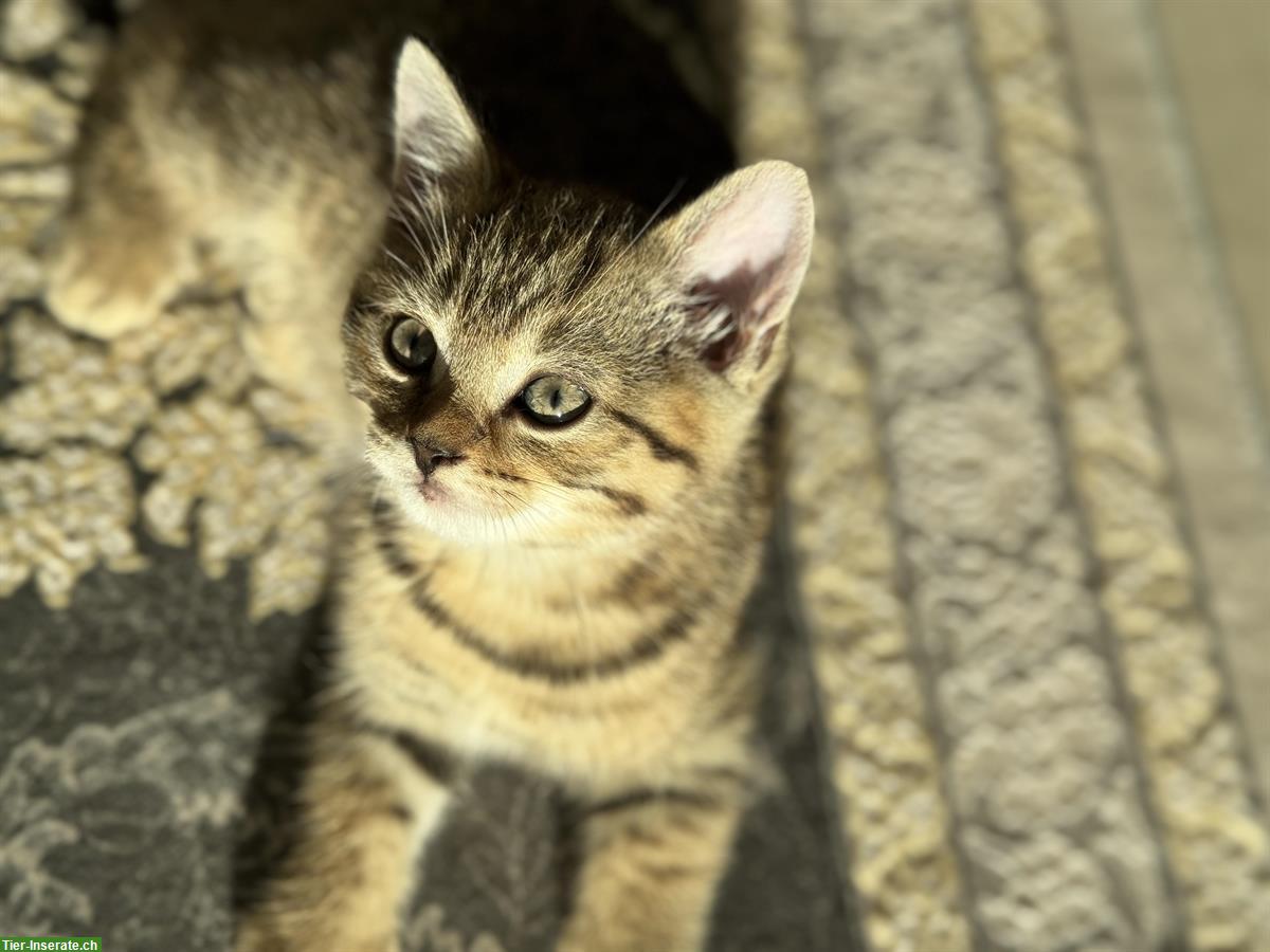 Bild 4: BKH x EKH Kitten, Kater sucht liebevolles Zuhause