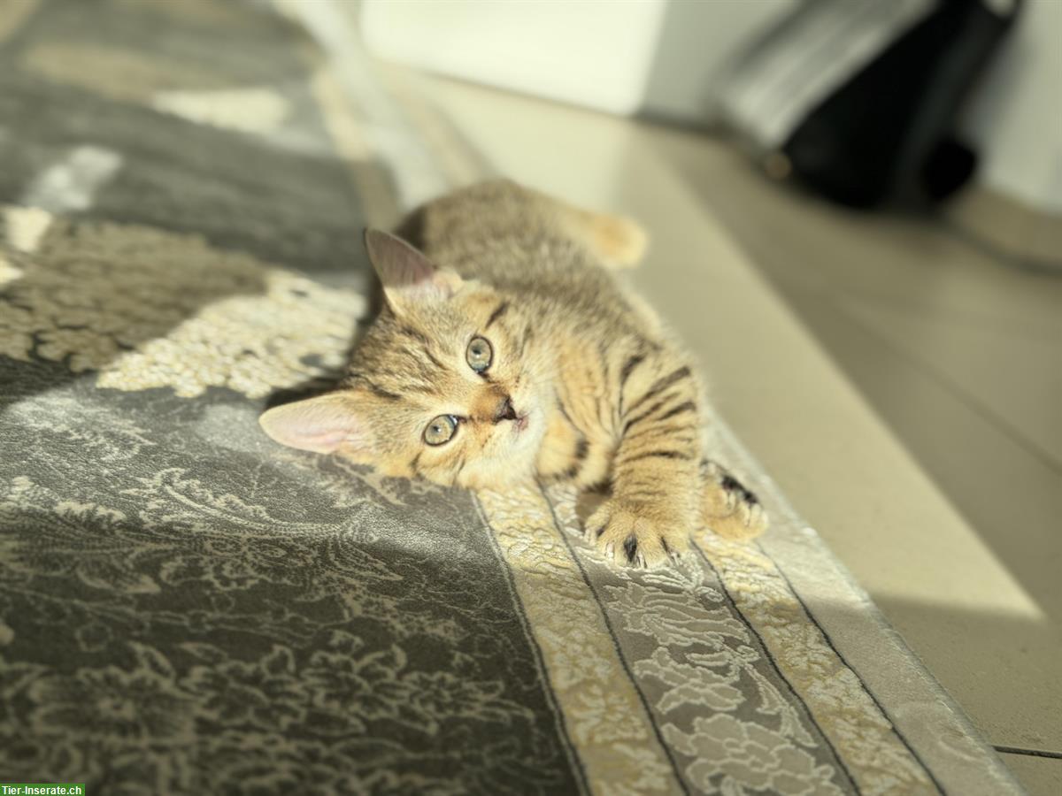 Bild 5: BKH x EKH Kitten, Kater sucht liebevolles Zuhause