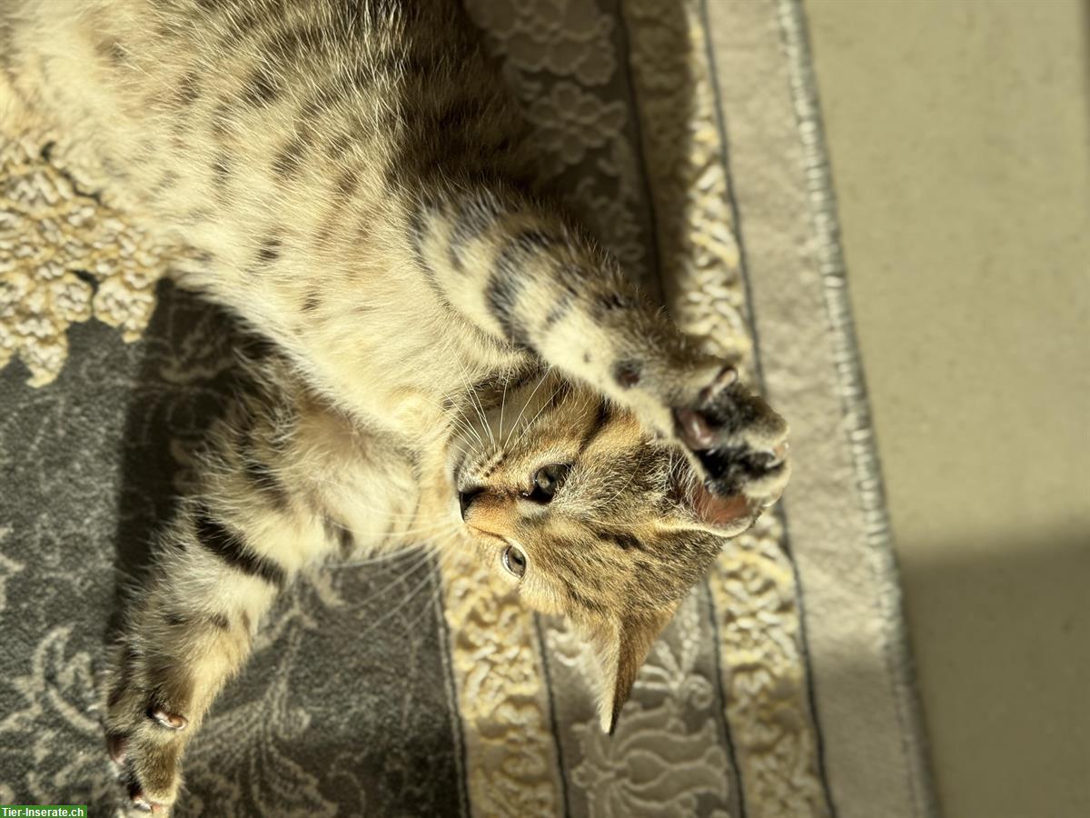 Bild 6: BKH x EKH Kitten, Kater sucht liebevolles Zuhause