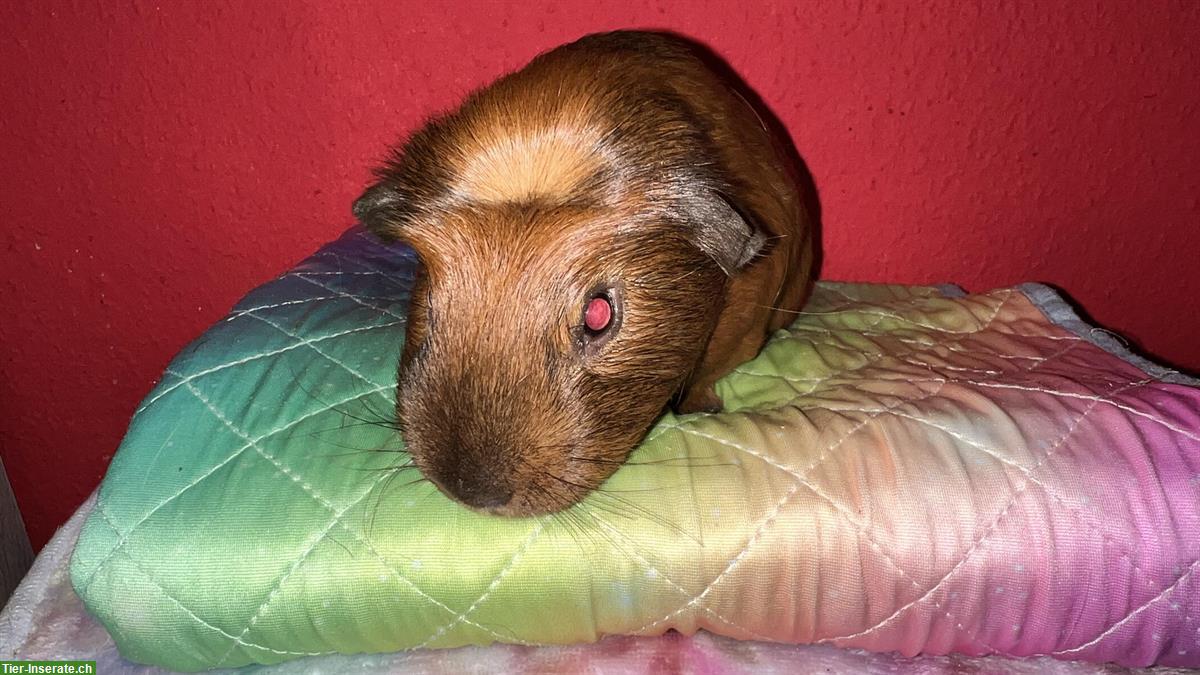 Süsser Meerschweinchen Kastrat