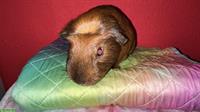 Süsser Meerschweinchen Kastrat