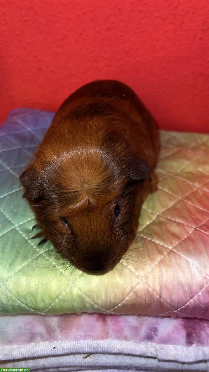 Bild 2: Süsser Meerschweinchen Kastrat