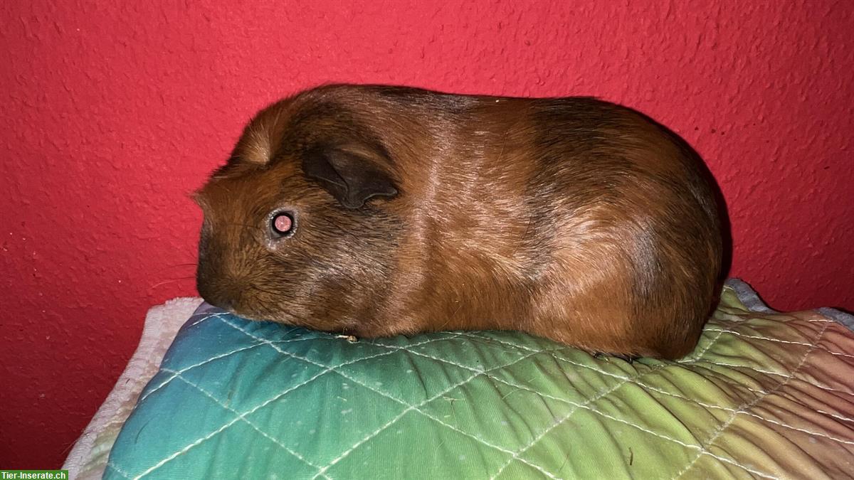Bild 3: Süsser Meerschweinchen Kastrat