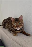 Bengal Deckkater in black spotted