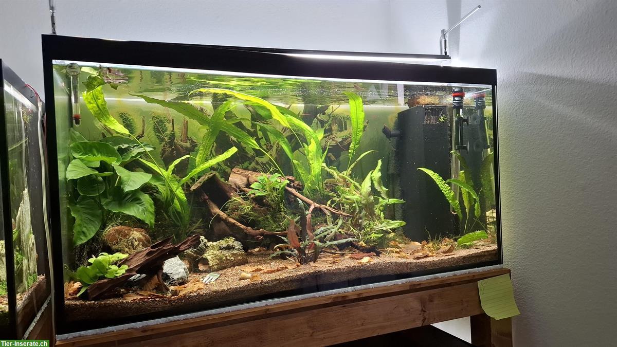 Aquarium, 220L Glasbecken mit Filter zu verkaufen