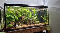 Aquarium, 220L Glasbecken mit Filter zu verkaufen