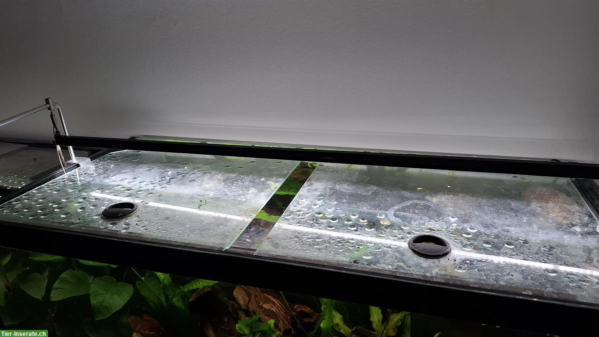 Bild 2: Aquarium, 220L Glasbecken mit Filter zu verkaufen