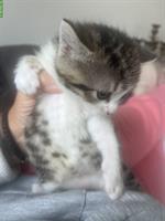 Katzenbabys (weiblich) abzugeben