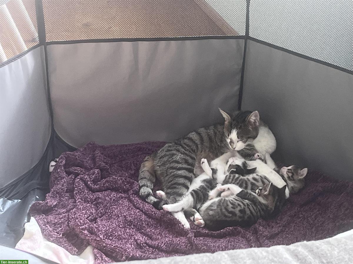 Bild 3: Katzenbabys (weiblich) abzugeben