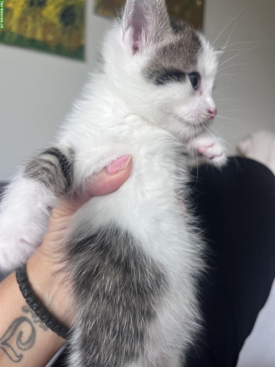 Bild 4: Katzenbabys (weiblich) abzugeben