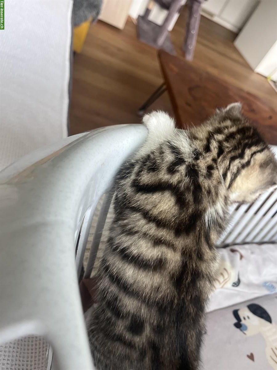 Bild 5: Katzenbabys (weiblich) abzugeben