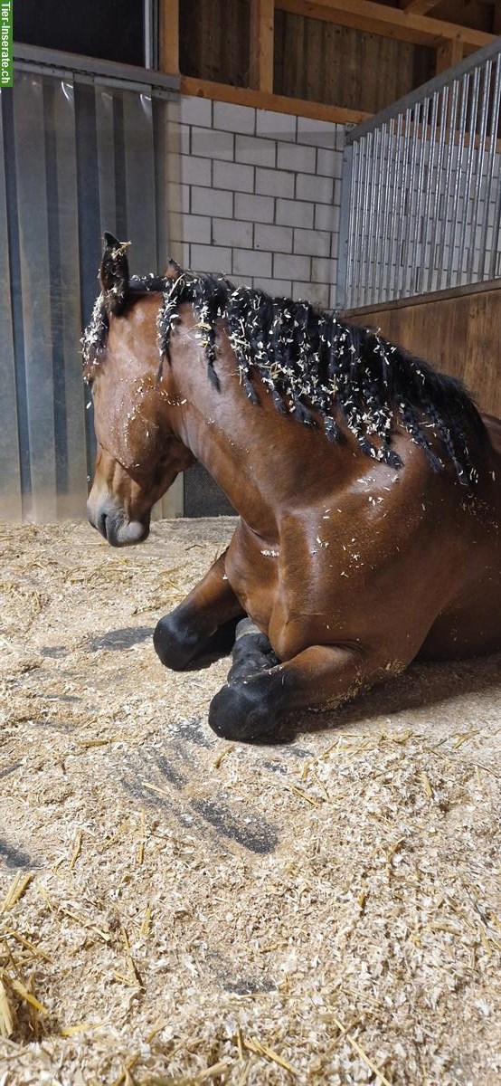 Bild 2: Reitbeteiligung auf Noriker-Stute in Rothenburg Luzern