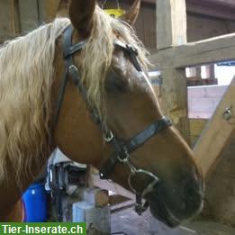 Wanderreitzaum Gr. Cob zu verkaufen