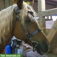 Wanderreitzaum Gr. Cob zu verkaufen