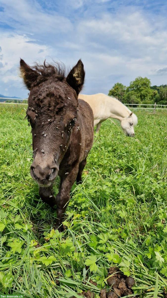 Bild 2: Mini Shetlandponys suchen passendes Zuhause