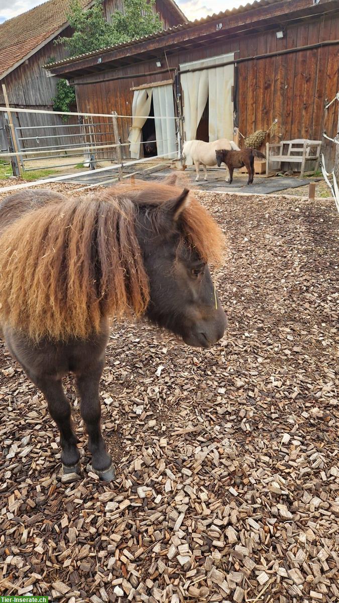 Bild 3: Mini Shetlandponys suchen passendes Zuhause