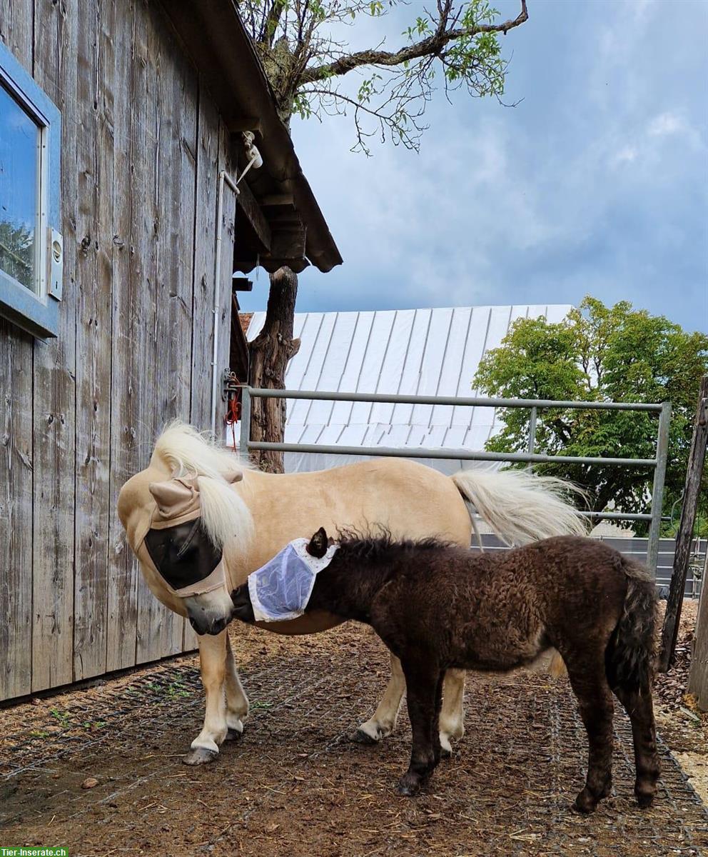 Bild 4: Mini Shetlandponys suchen passendes Zuhause