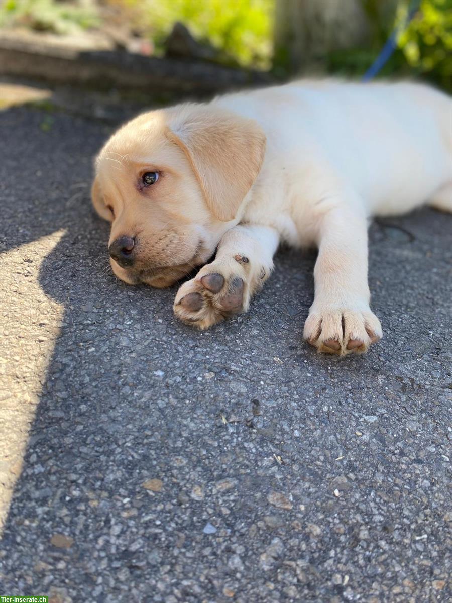 Reinrassige Labrador Welpen suchen Für-immer-Zuhause