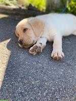 Reinrassige Labrador Welpen suchen Für-immer-Zuhause