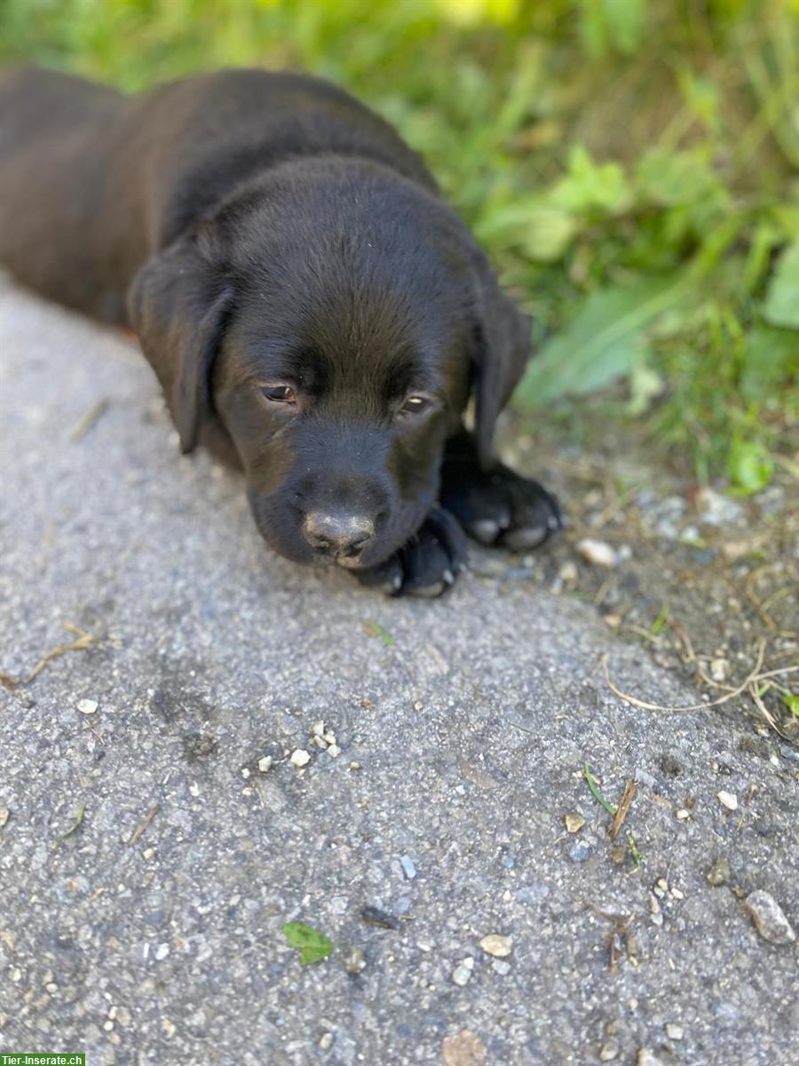 Bild 2: Reinrassige Labrador Welpen suchen Für-immer-Zuhause