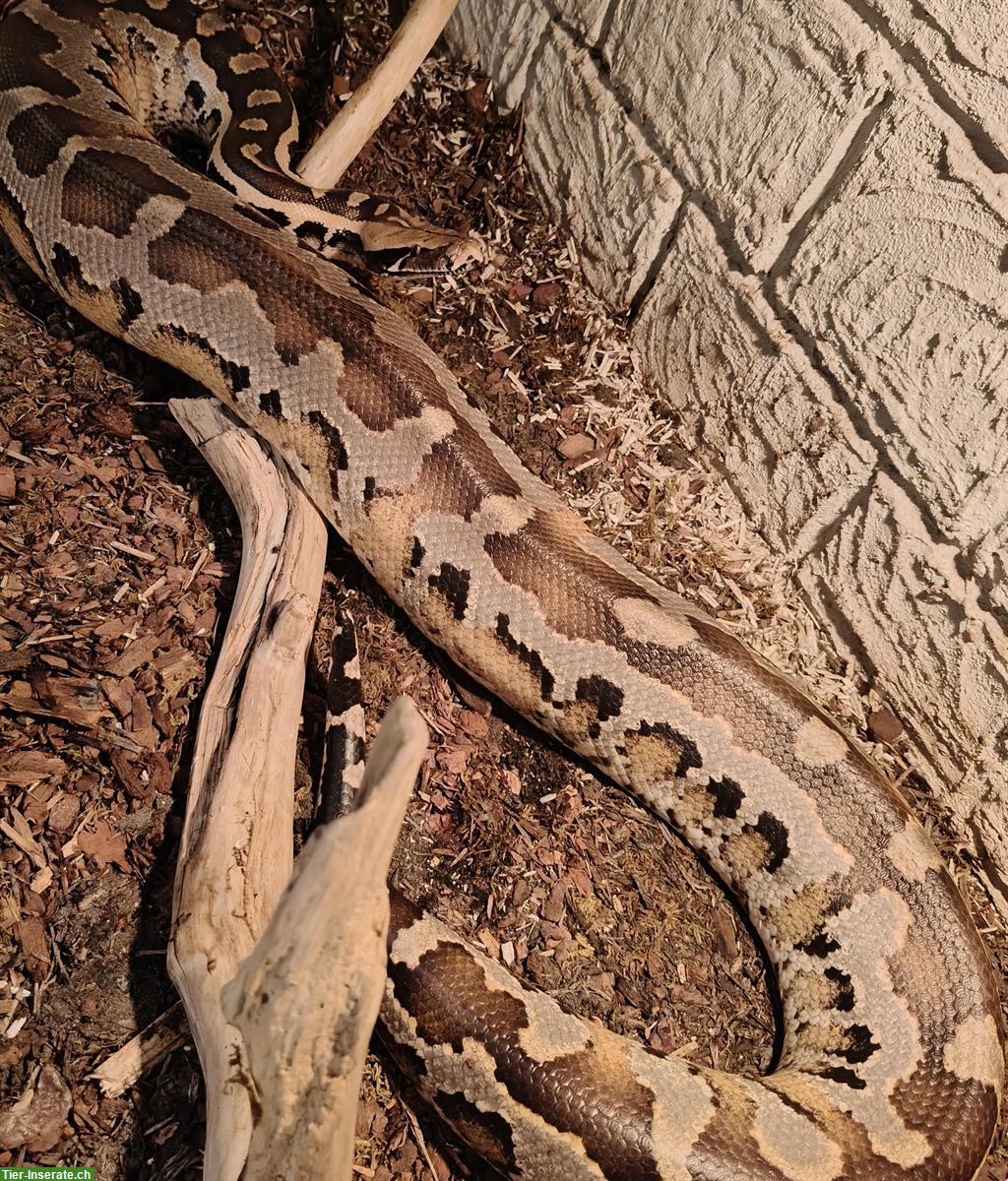 1.0 Blutpython zu verkaufen