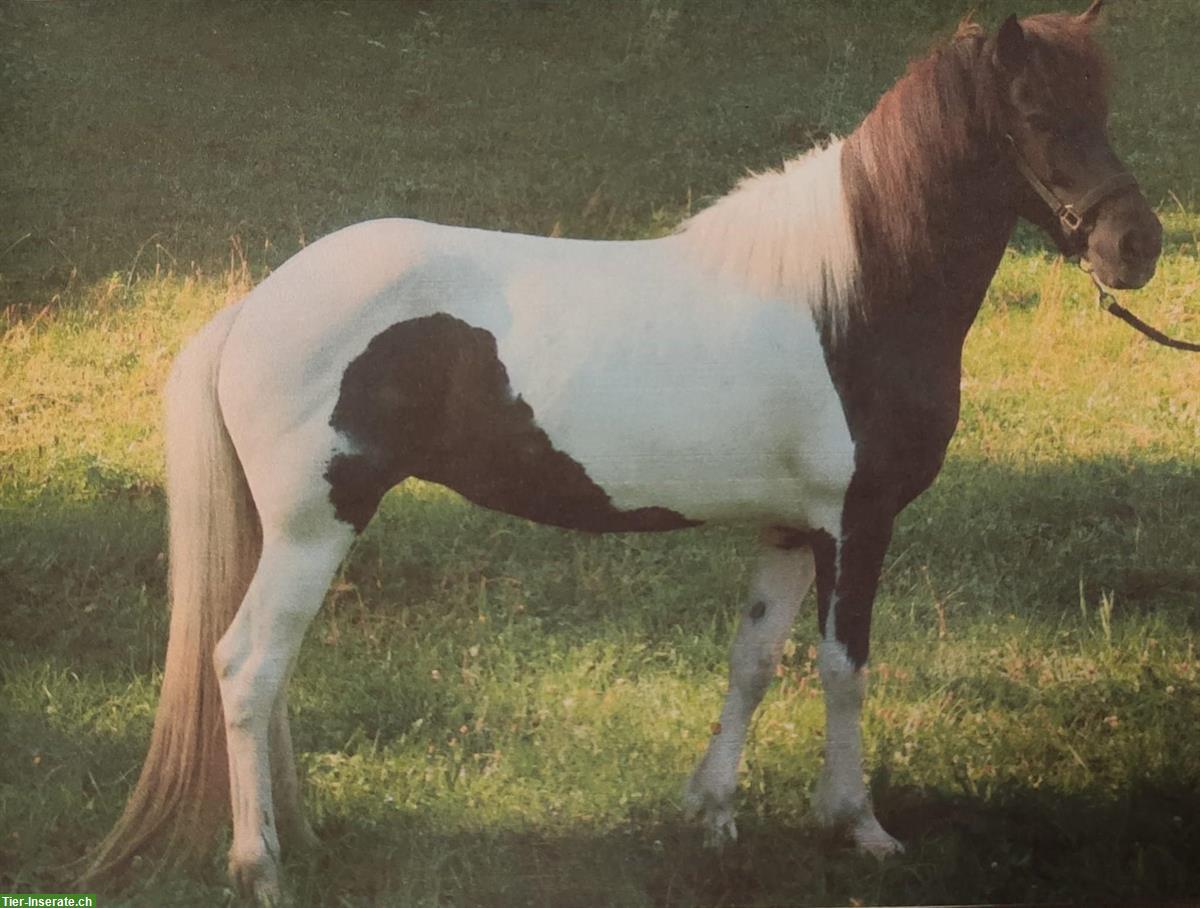 14-jährige Islandpony Stute zu verkaufen, tolles Freizeitpferd