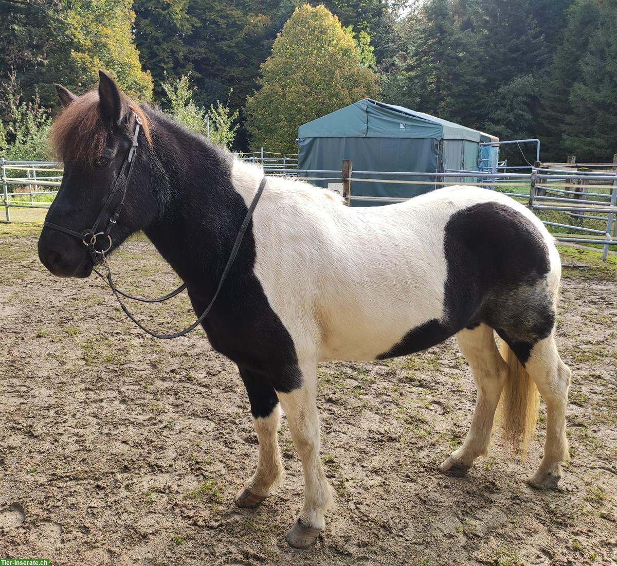 Bild 2: 14-jährige Islandpferde Stute zu verkaufen, tolles Freizeitpferd