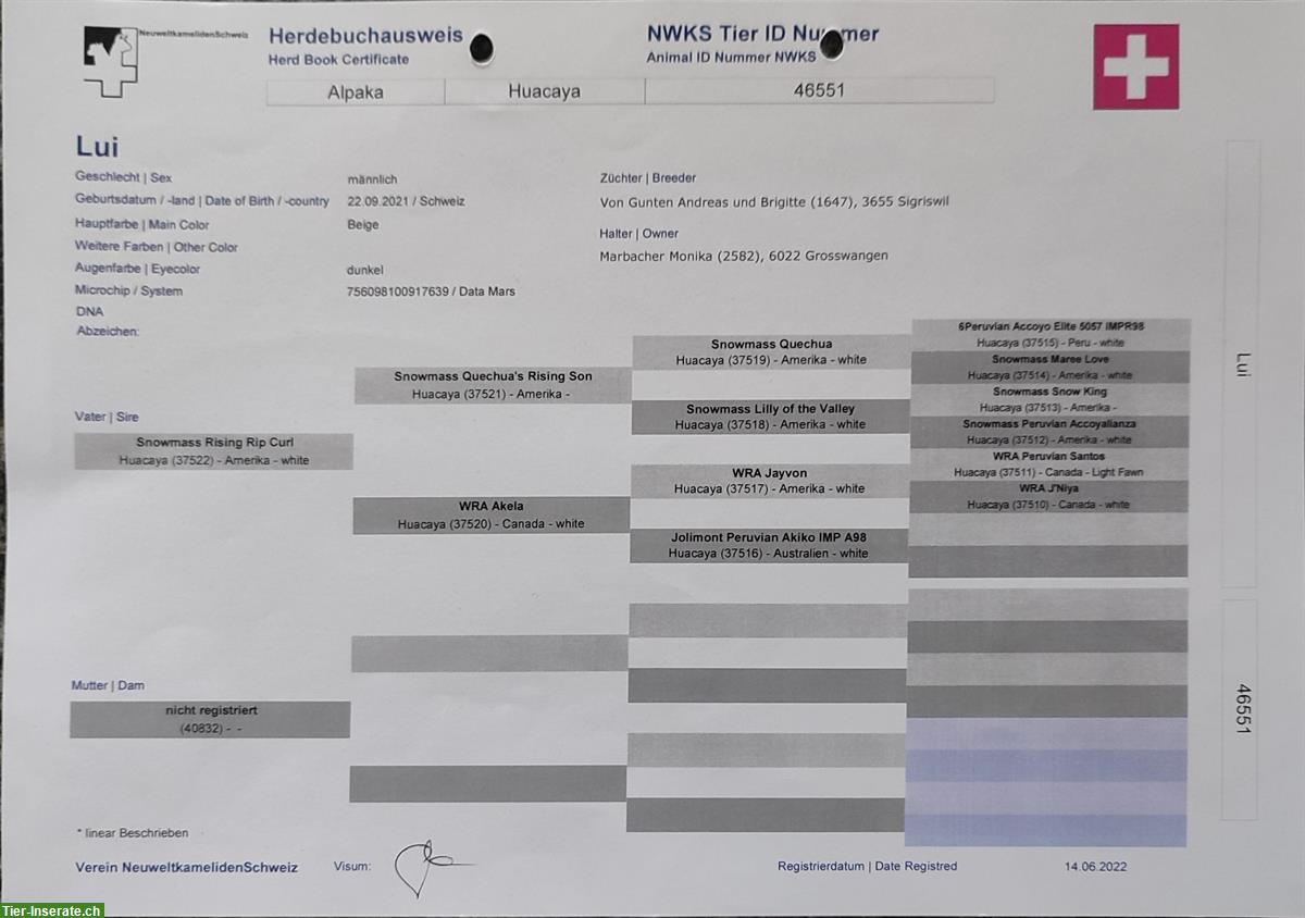 Bild 5: Alpaka Hengst zu verkaufen, mit Top-Abstammung