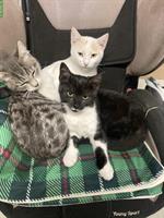 Katzengeschwister suchen gemeinsames Zuhause mit Freigang