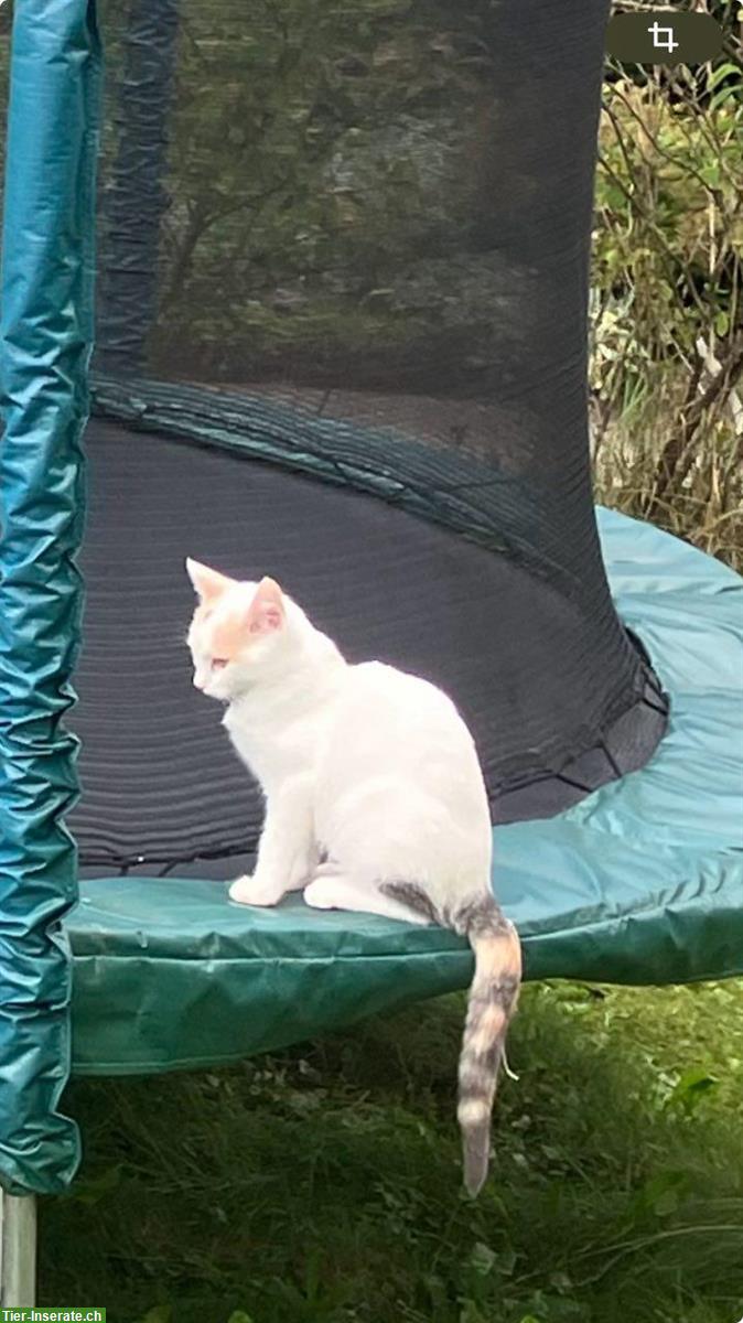 Bild 2: Katzengeschwister suchen gemeinsames Zuhause mit Freigang
