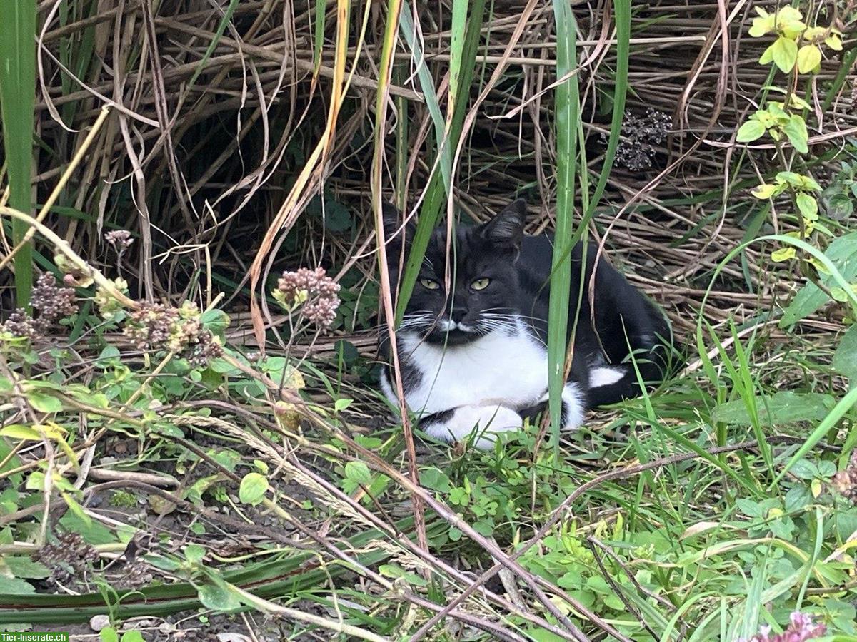 Bild 4: Katzengeschwister suchen gemeinsames Zuhause mit Freigang