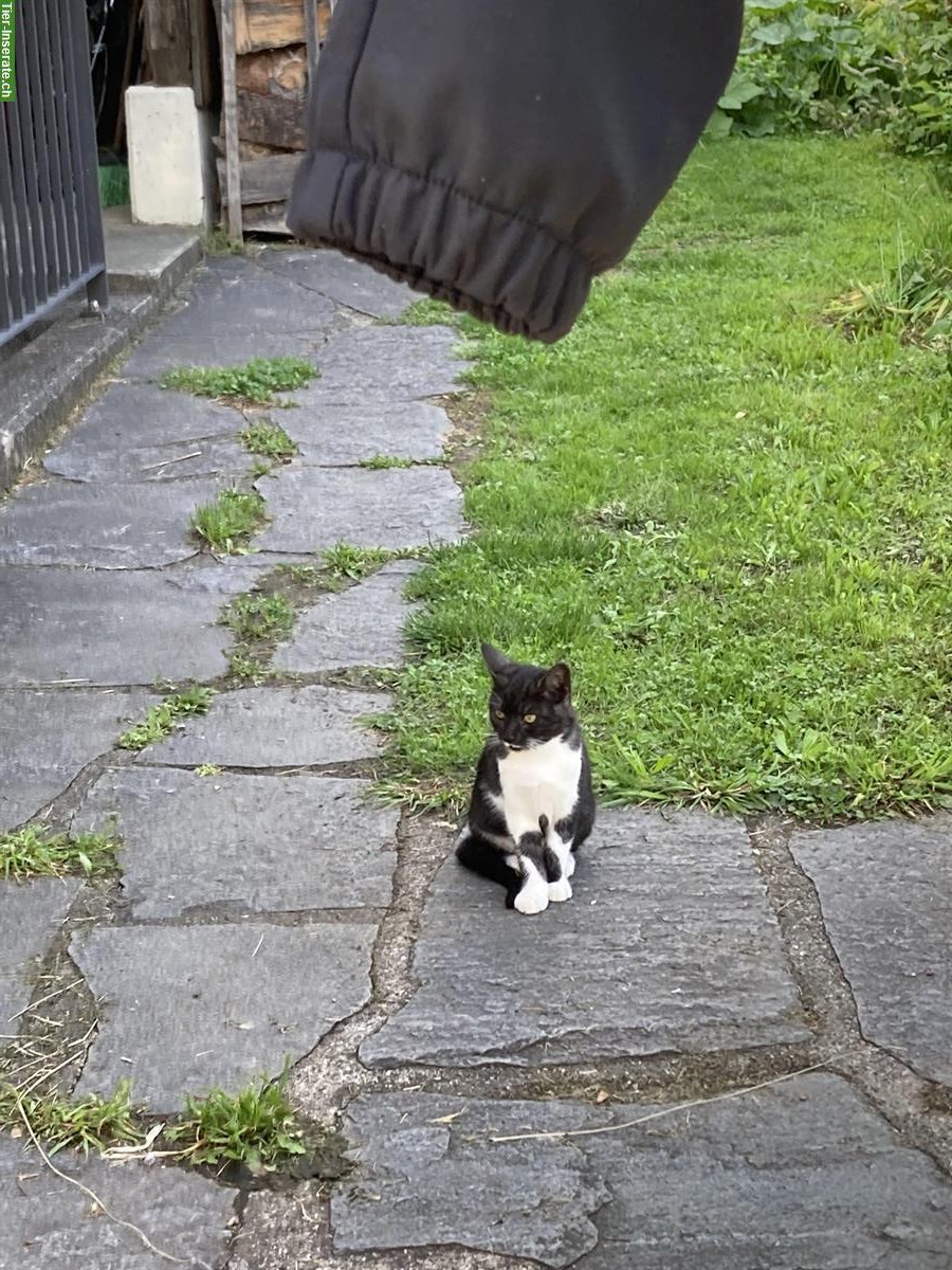 Bild 5: Katzengeschwister suchen gemeinsames Zuhause mit Freigang