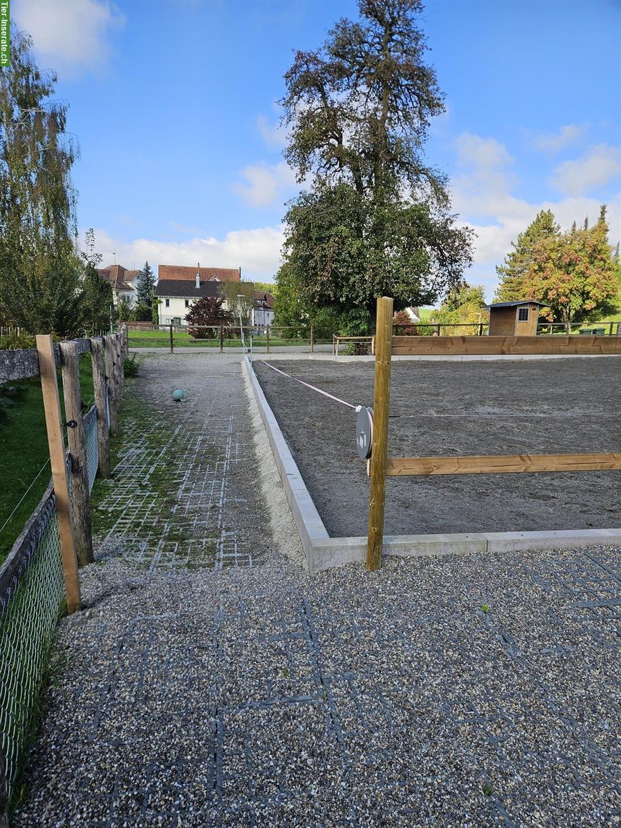 Bild 10: XXL Pferdeboxe mit grossem Auslauf in 9517 Mettlen