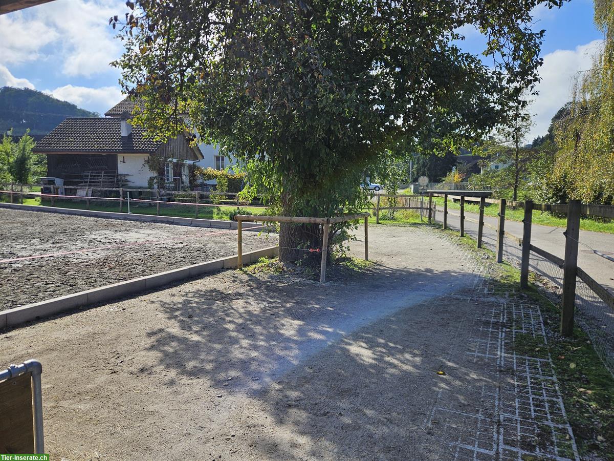 Bild 2: XXL Pferdeboxe mit grossem Auslauf in 9517 Mettlen