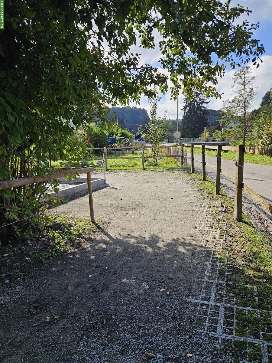 Bild 4: XXL Pferdeboxe mit grossem Auslauf in 9517 Mettlen