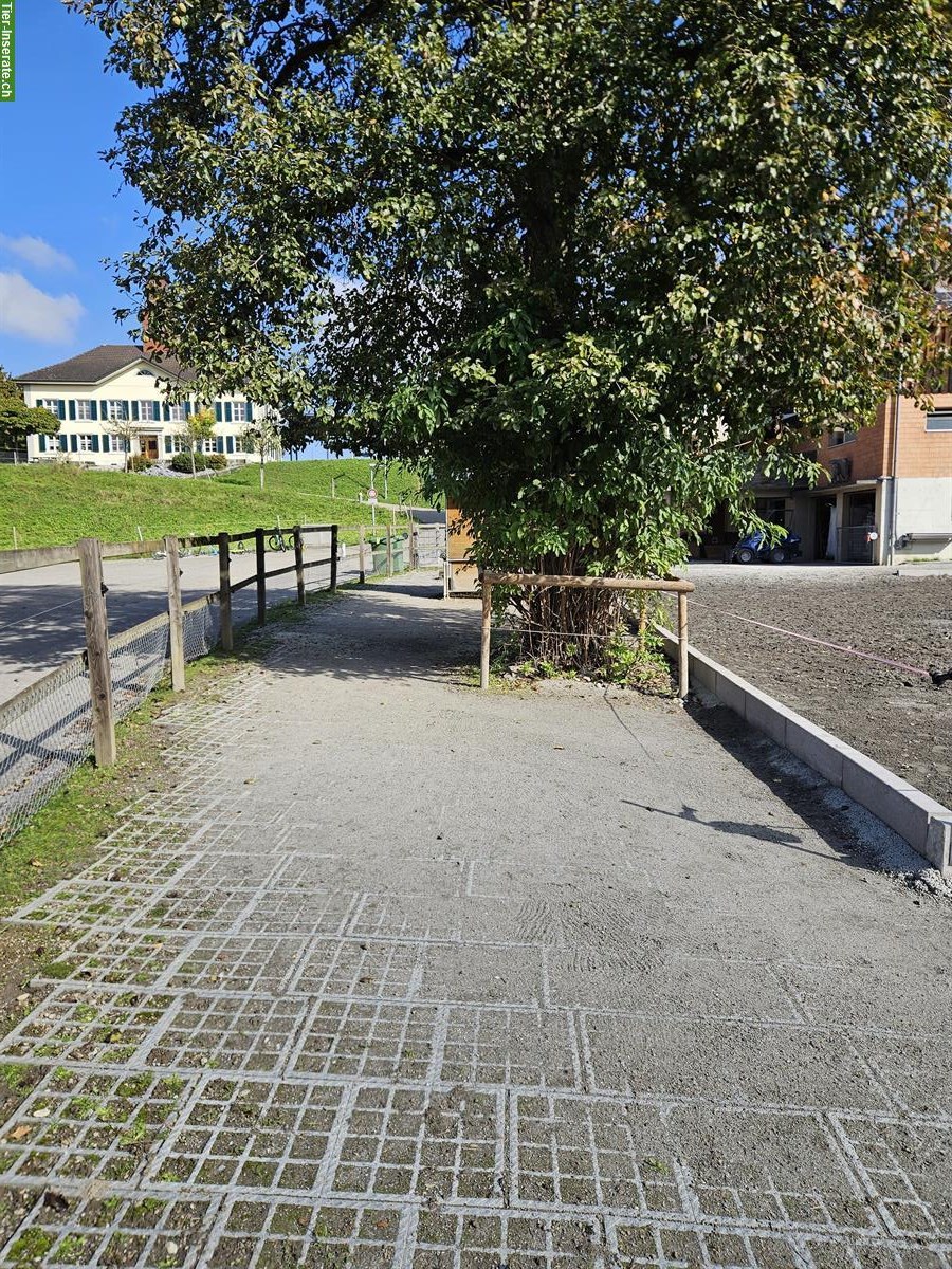 Bild 5: XXL Pferdeboxe mit grossem Auslauf in 9517 Mettlen
