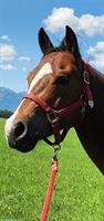 Quarter Horse Wallach, 5-jährig, Geländesicher, voll ausgebildet