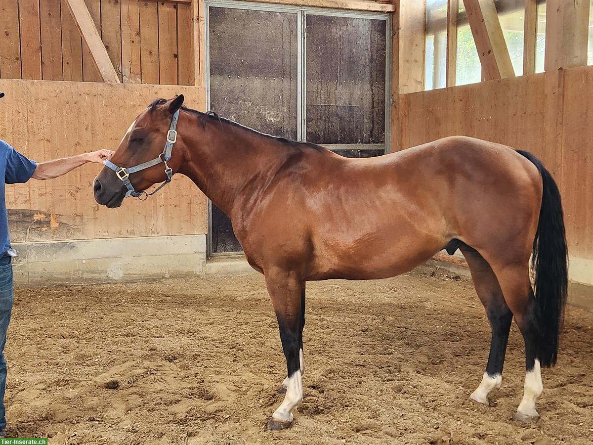 Bild 2: Quarter Horse Wallach, 5-jährig, Geländesicher, voll ausgebildet
