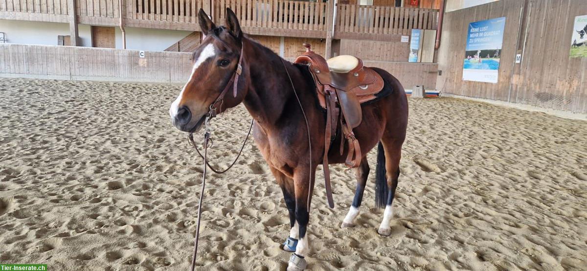 Bild 3: Quarter Horse Wallach, 5-jährig, Geländesicher, voll ausgebildet