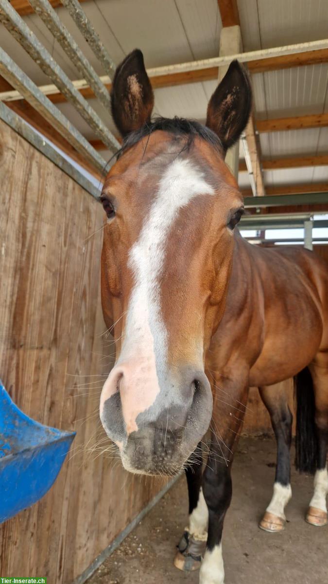 Bild 4: Quarter Horse Wallach, 5-jährig, Geländesicher, voll ausgebildet
