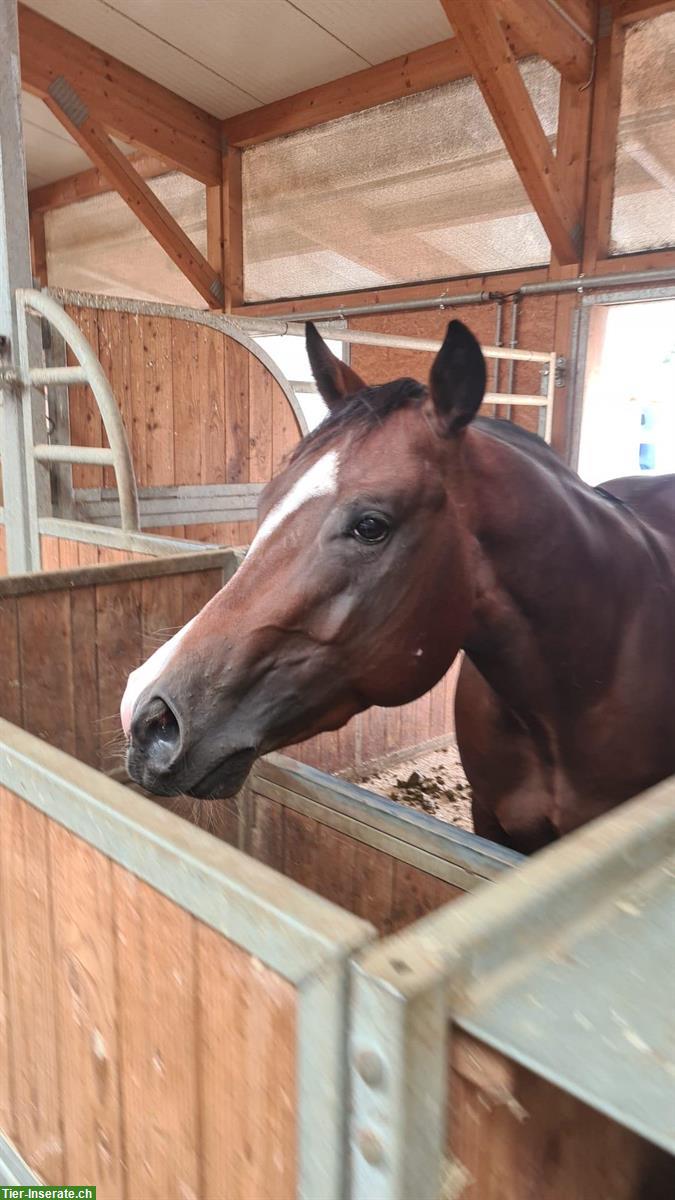 Bild 5: Quarter Horse Wallach, 5-jährig, Geländesicher, voll ausgebildet