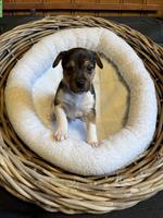 Jack Russell Welpen triccolor zu verkaufen